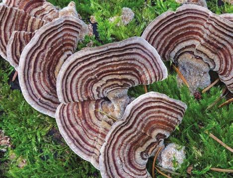 Trametes versicolor Poliszacharid-K Ványolós Attila A gombák évszázadok óta nagy megbecsülésnek örvendenek különösen a távol-keleti országokban, mint az étrend fűszeres kiegészítői és a tradicionális