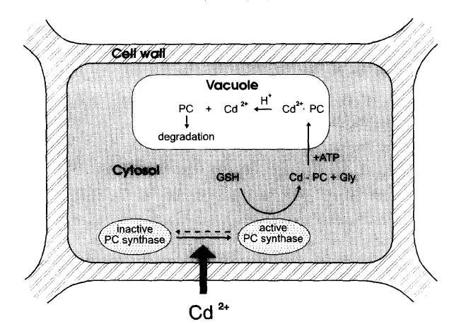 Cd-detoxifikáció növényekben fitokelatinnal (Zenk, 1996) A fitokeltain képződése