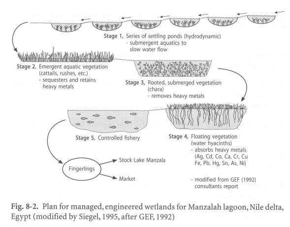 Bioremediáció épített mocsarak (in Siegel, 2002) hosszú távú