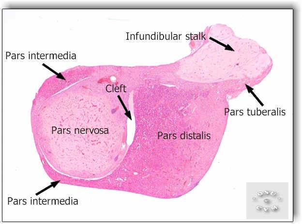Neurohypohysis = lobus posterior: nincs saját hormontermelés.