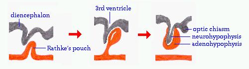 Az adeno- és neurohypophysis két külön telepből fejlődik telencephalon? diencephalon 3.