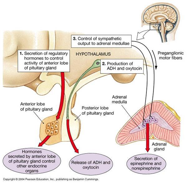 A lobus anterior és posterior különböző funkciókat lát el Projekciós neuronok Parvocellularis rész 1. Lobus anteriort szabályozó hormonok termelése, elválasztása 3.