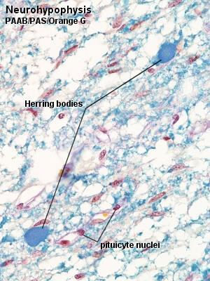 myelin hüvely mentes axonok 2.