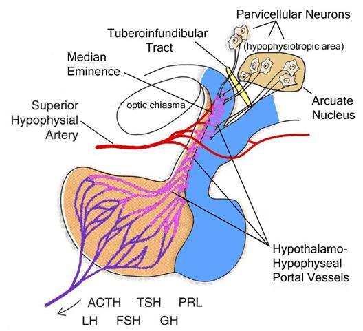 A parvocellularis neuronok az eminentia medianába projektálnak, hormonjaik a portális keringésbe kerülnek Tractus tuberoinfundibularis : periventricularis,