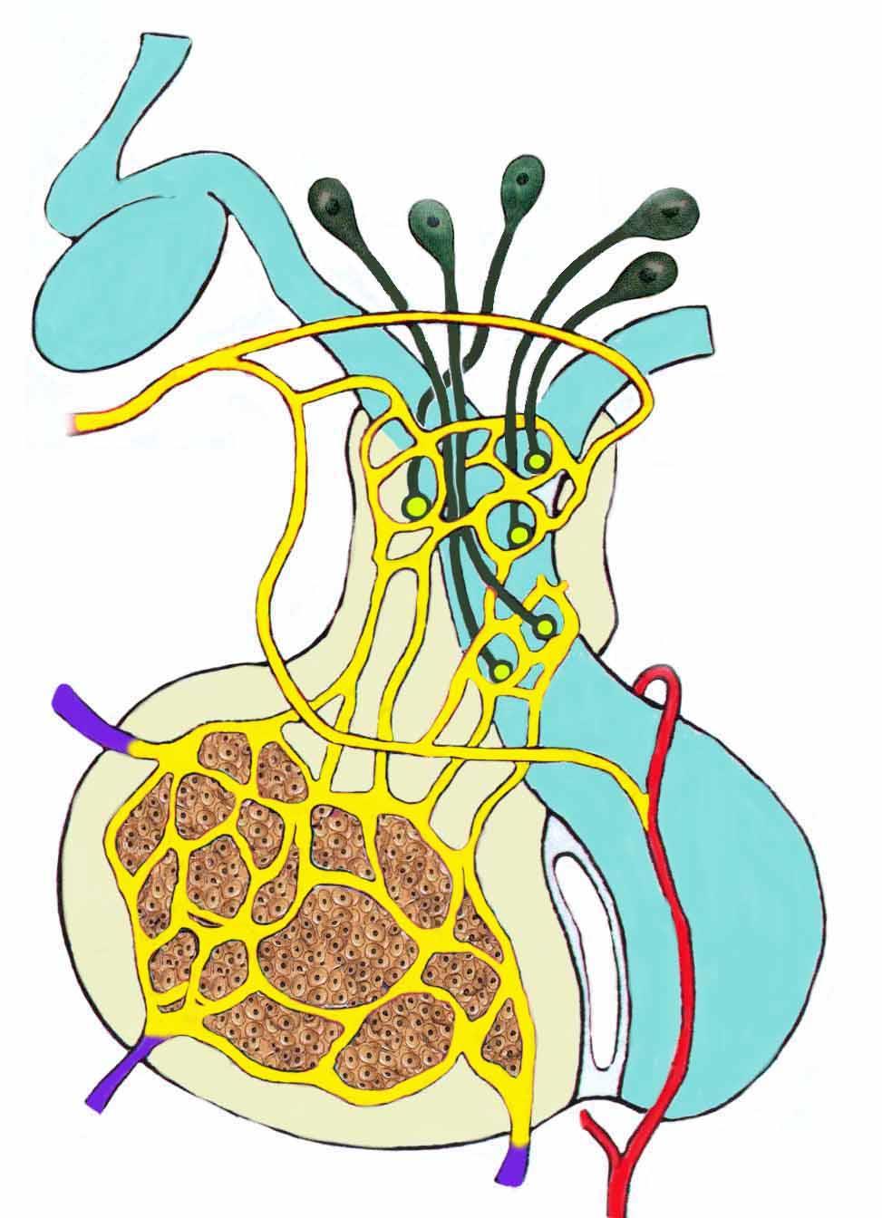 kissejtes magok arteria hypophysealis superior trabecularis arteria hosszú portális erek secunder, vagy
