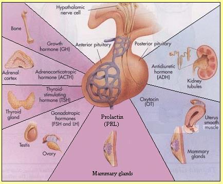 A lobus anterior hormontermelő sejtjeit