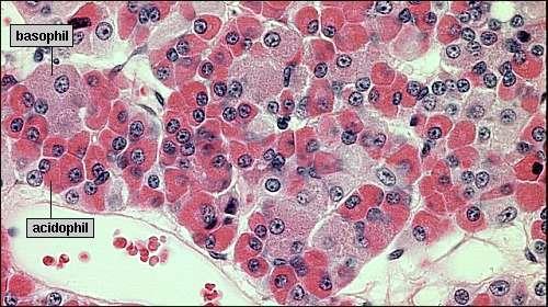 A lobus anterior hormontermelő sejtjeinek felosztása hematoxylin-eozin festődés alapján Somatotroph sejtek : szomatotropint = növekedési hormont termelnek.