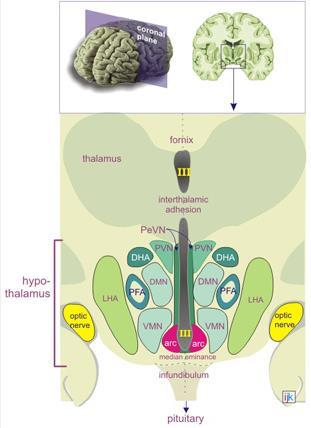 A hypothalamus felosztása és magvai Elülső hypothalamus n. anterior n. preopticus med. and lat. n. paraventricularis n.