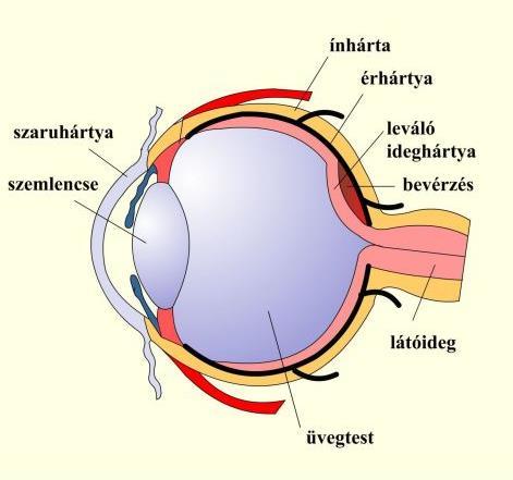 Szembetegségek Ablatio