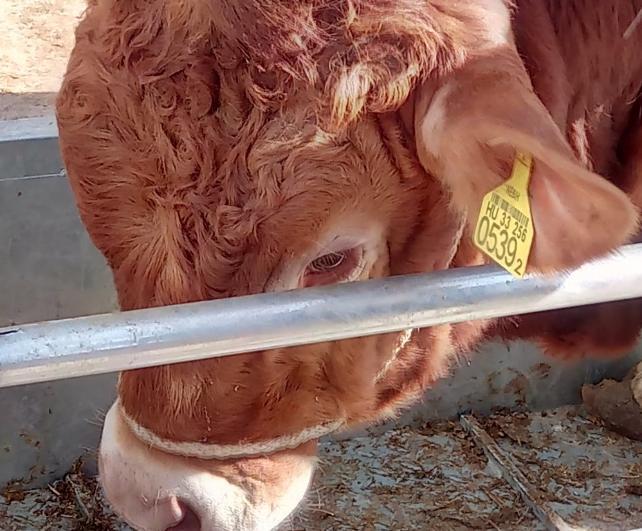 (256 db Charolais, 31 db Blonde D Aquitaine, 43 db