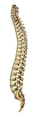 Cervicalis lordosis A gerinc egészben Thoracalis kyphosis A gerinc görbületei születéskor még nincsenek jelen, a mozgás fejlődésével párhuzamosan alakulnak ki.