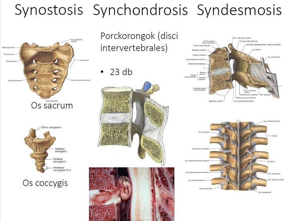 Ligamentum