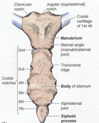 Sternum felső markolata: manubrium sterni clavucula I.
