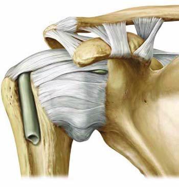 Vállízület: articulatio glenohumerale capsula acromion Processus coracoideus clavicula Gömbízület: 3 tengely - Sagittalis tengely körül: addukció - abdukció - Tranzverzális tengely körül: