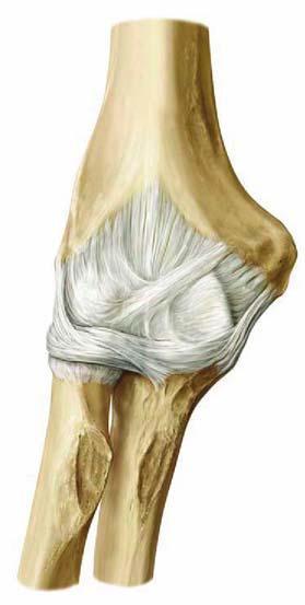 Könyökízület: articulatio cubiti 3 ízület 1 tokban!! humerus Trochogynglimus: 2 tengely - Tranzverzális tengely körül: flexio - extensio - Vertikális tengely körül: rotatio pronatio - supinatio lig.