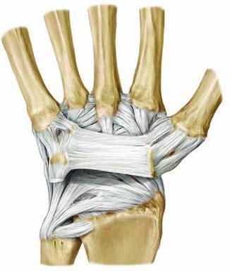 Articulatio radiocarpae Articulatio ellipsoidea: 2 tengely - Tranzverzális tengely körül: palmar dorsal flexio - Sagittalis tengely körül: addukció abdukció Ízületi felszínek: - Radius distalis