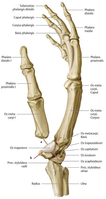 Articulatio carpometacarpea - hüvelykujji ízület kivételével - feszes ízület (a kézcsukló mozgásához jelentősen hozzájárul) articulatio carpometacarpea pollicis
