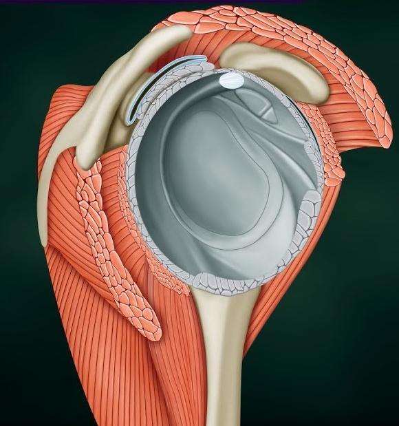 Rotátor köpeny 4 különböző izom név szerint a m. subscapularis, a m. supraspinatus, a m.