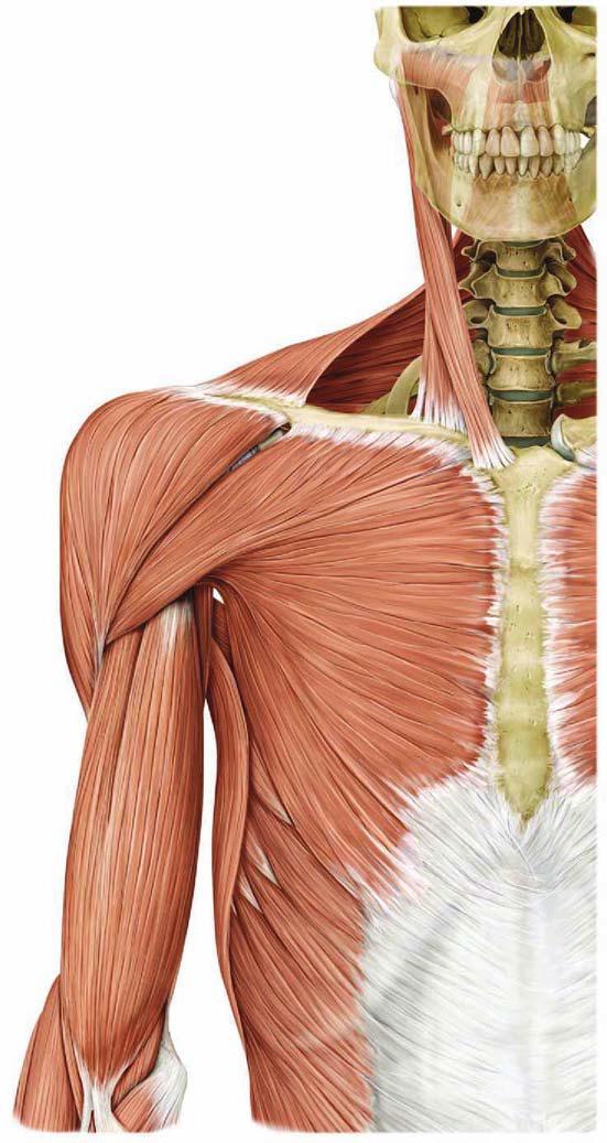 Deltoideus Biceps brachii