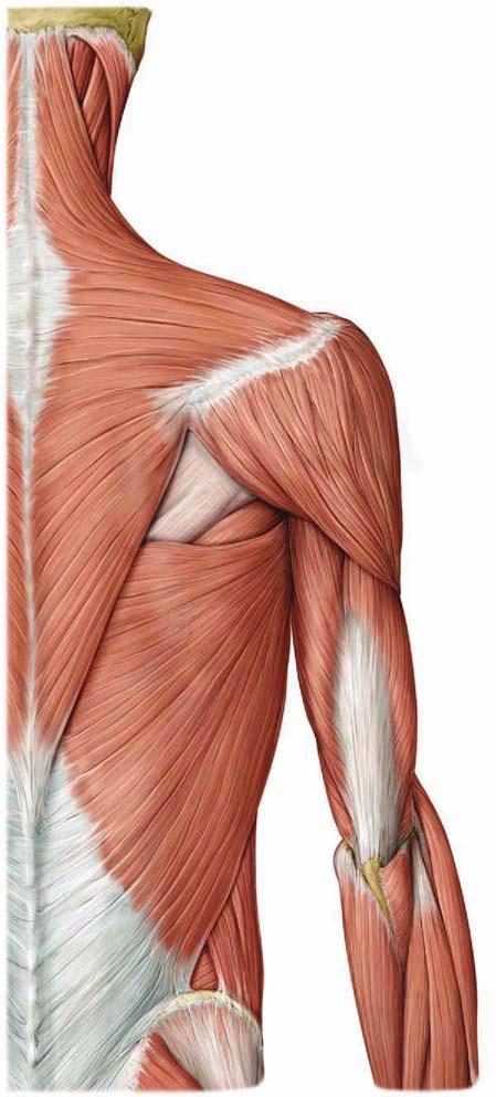 brachii Latissimus dorsi