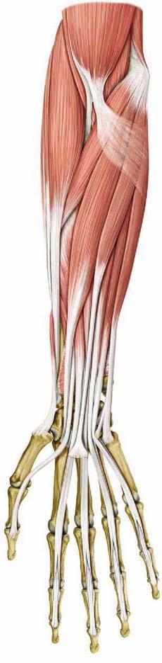 Flexorok Extensorok Brachioradialis Musculi