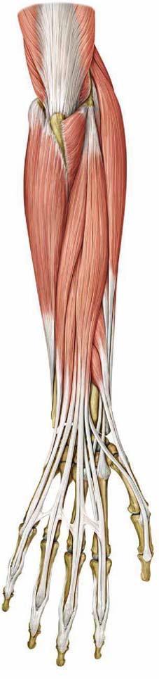 Musculi extensores antebrachii Elsősorban art.