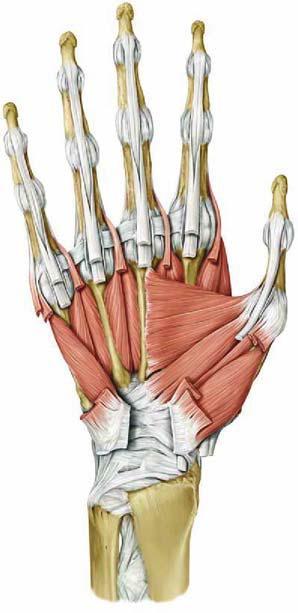 Tenyér izmok Thenar Hypothenar Mesothenar Lumbricalis izmok Interosseus izmok Thenar : hüvelykujj izmai (abductor, adductor,