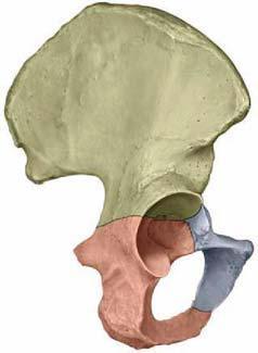 Medence ( pelvis) = 2db os coxae Os ileum (csípőcsont)