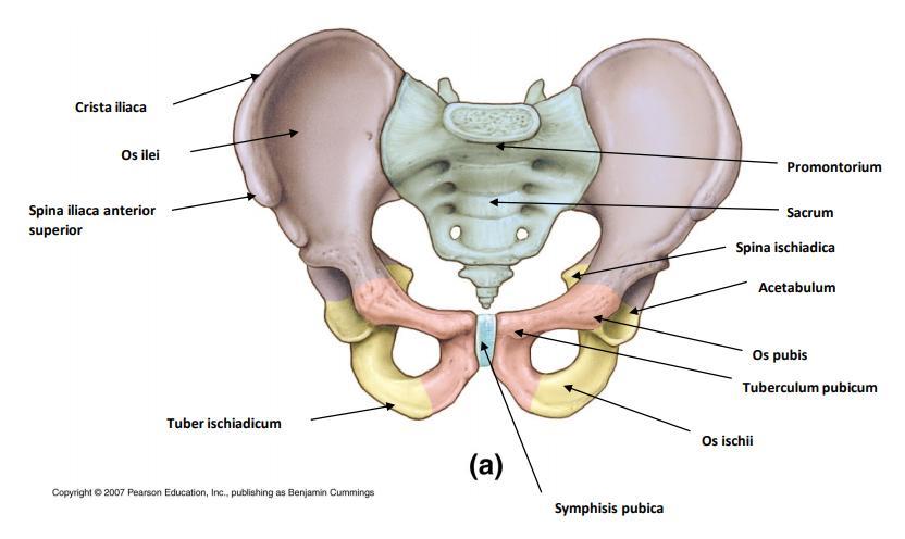 Medence (pelvis) egészben -2 db os coxae alkotja -articulatio sacroiliaca: az os coxae és sacrum között -symphysis pubica: porcos összeköttetés -A medence két részre osztható, ezek a nagymedence