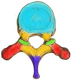A csigolya részei Corpus vertebrae Foramen
