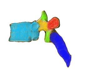 vertebrae Processus articularis sup/inf.