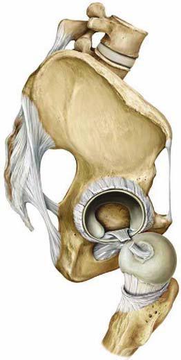 Articulatio coxae (csípőizület) Gömbízület (dióízület): 3 tengely - Sagittalis tengely körül: addukció - abdukció - Tranzverzális tengely körül: ante retroflexio - Vertikális tengely