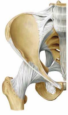 inguinalis) Ligamentum iliofemorale Articulatio