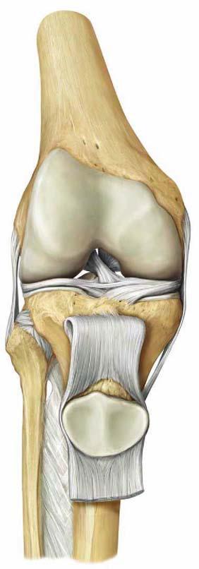 Articulatio genu, articulatio femorotibialis
