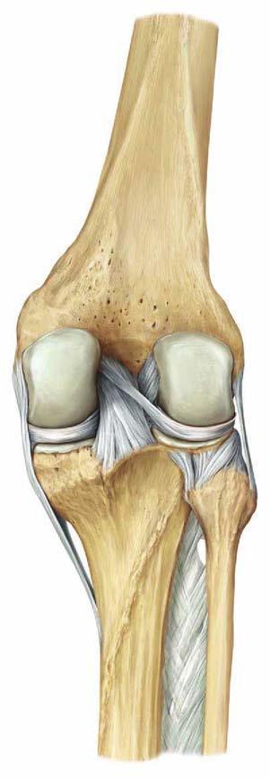 patellaris Ligamentum patellae = m.