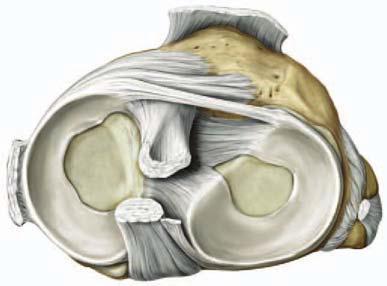 Articulatio genu Trochogynglimus: 2 tengely - Tranzverzális tengely körül: flexio - extensio - Vertikális tengely körül: rotatio csak behajlított térdnél, laza coll.