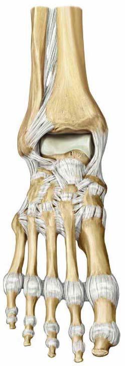 Articulatio talocruralis és talocalcaneonaviculare - Tranzverzális tengely körül: flexio extensio (plantarflexió= lábujjhegyre állás és