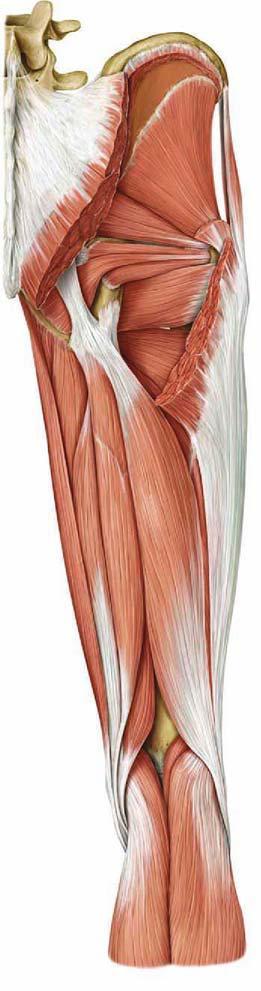 gracilis) Térd extensor (m. quadriceps femoris) Térd flexorok (m. semitendinosus, m. semimemranosus m.