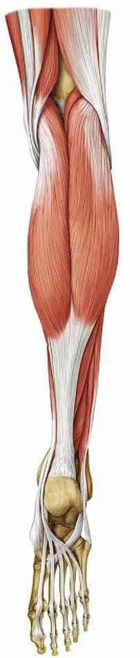 flexor hallucis longus m. tibialis posterior Lábfej / lábujj extensorok (m.