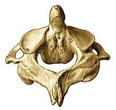 sulcus art.