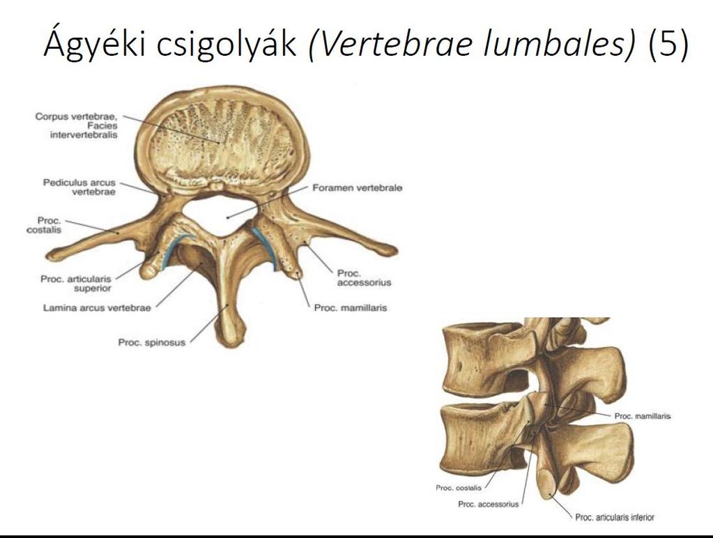 corpus: nagy, baba alakú, foramen: háromszög, proc.