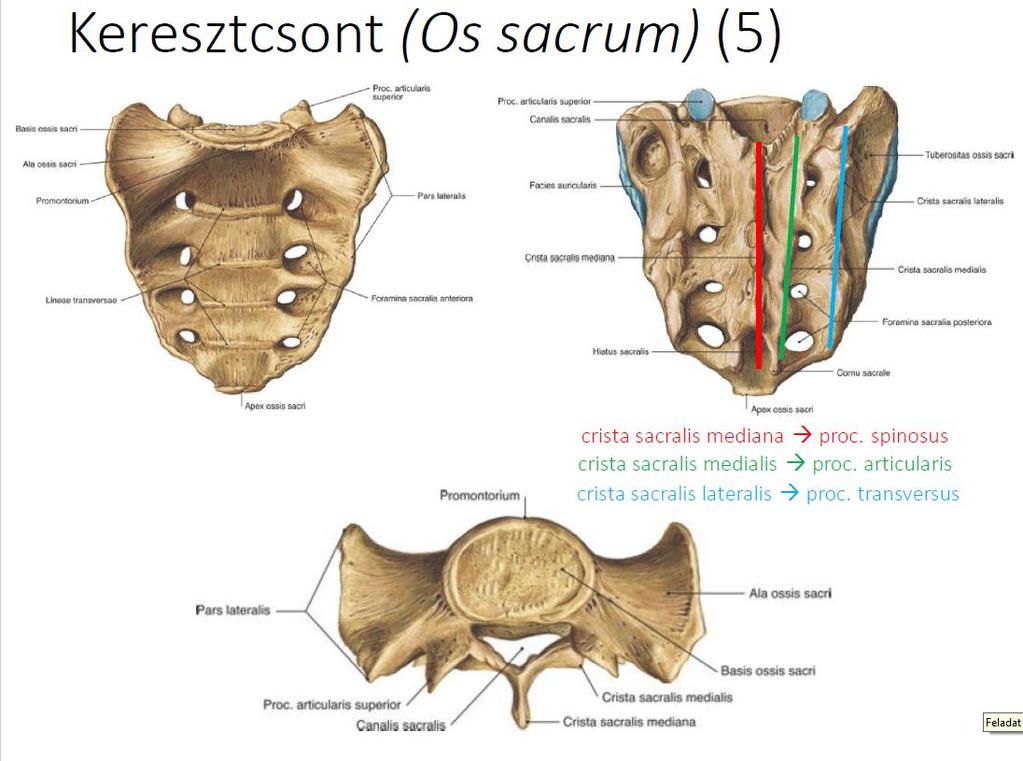foramen