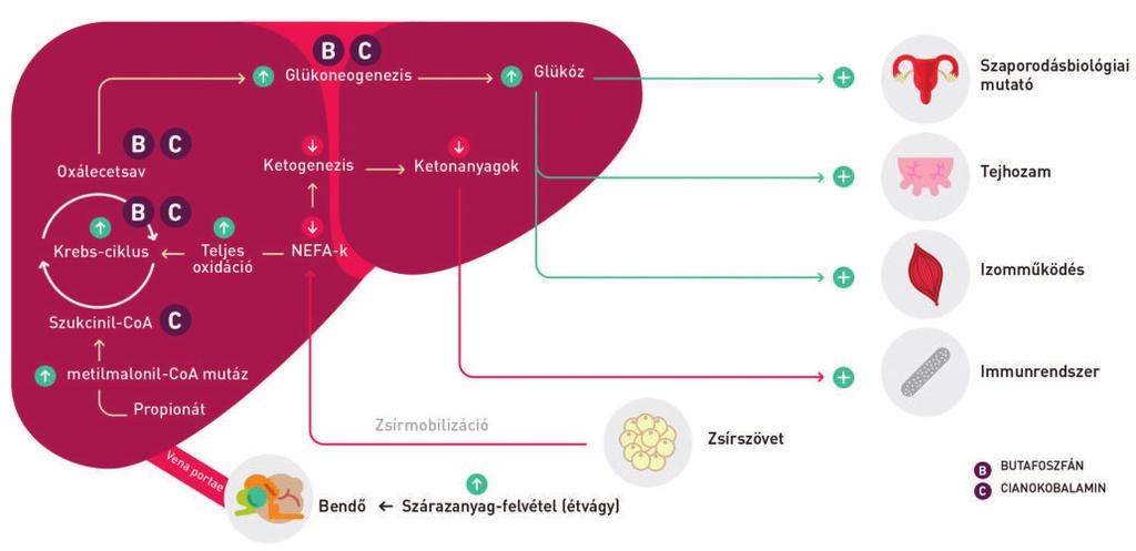 SZARVASMARHA A vizelet-tesztcsíkok a szín megváltoztatásával jelzik a ketonanyagok koncentrációját.