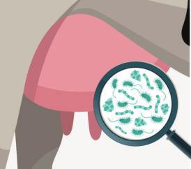 SZARVASMARHA UDDERCHECK : továbbfejlesztve, már a Streptococcus uberis kimutatására is alkalmazható Minden erőfeszítésünk ellenére még mindig a szarvasmarhák tőgygyulladása maradt a tejelő tehenek