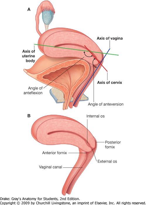 Uterus A méh anteversioanteflexio helyzetben van,
