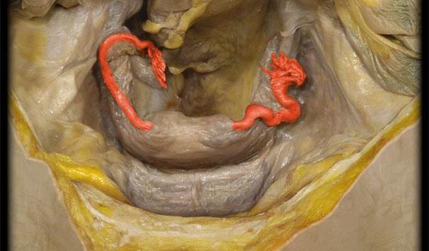 Tuba uterina