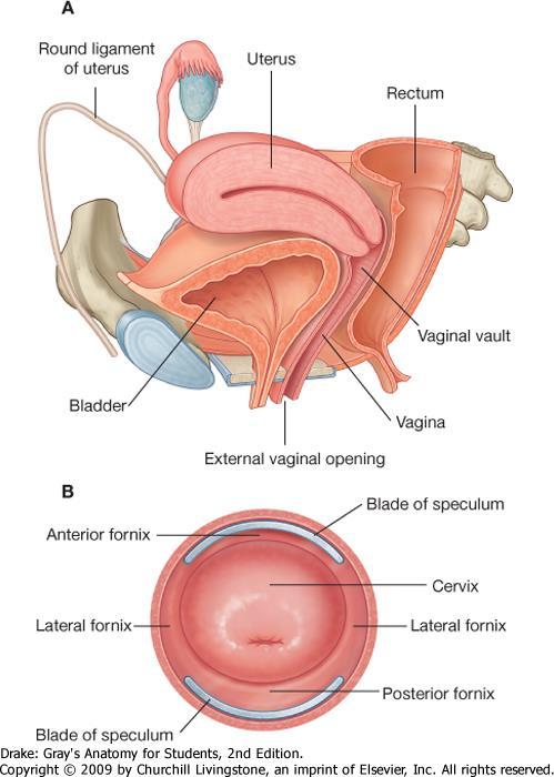 Vagina -