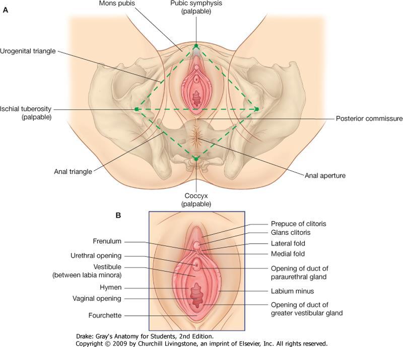 Külső nemi szervek 1. Clitoris - csikló: két erctilis test 2.