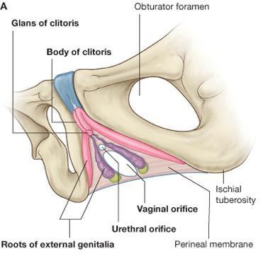 Clitoris helyzete glans clitoridis corpus clitoridis gl.