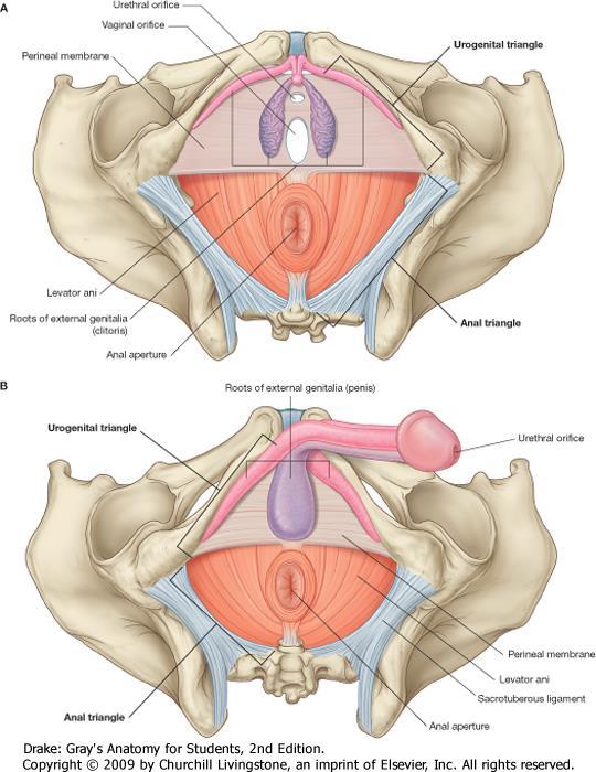 Diaphragma